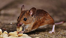 24 Hour & Emergency Exterminators in Maywood, IL